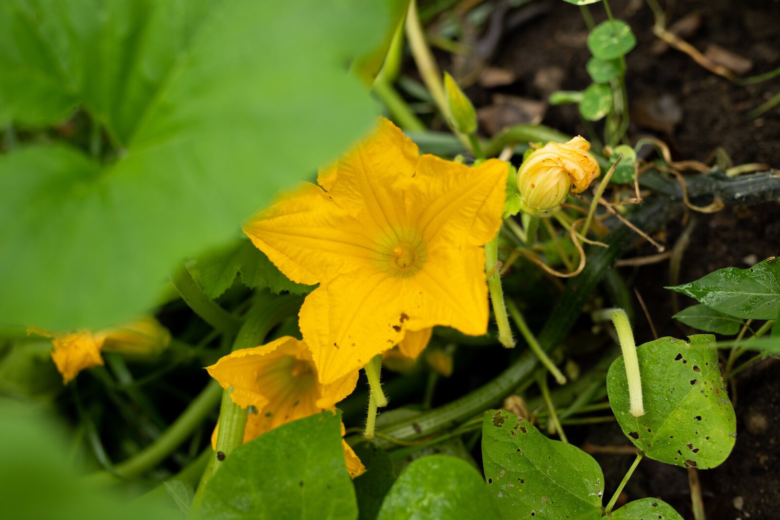 Squash Blossom at Poplar Village Gardens.