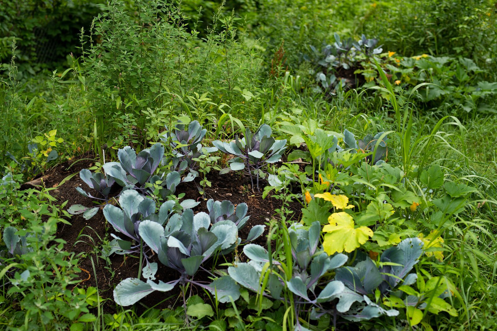 A natural food forest at Poplar Village Gardens.