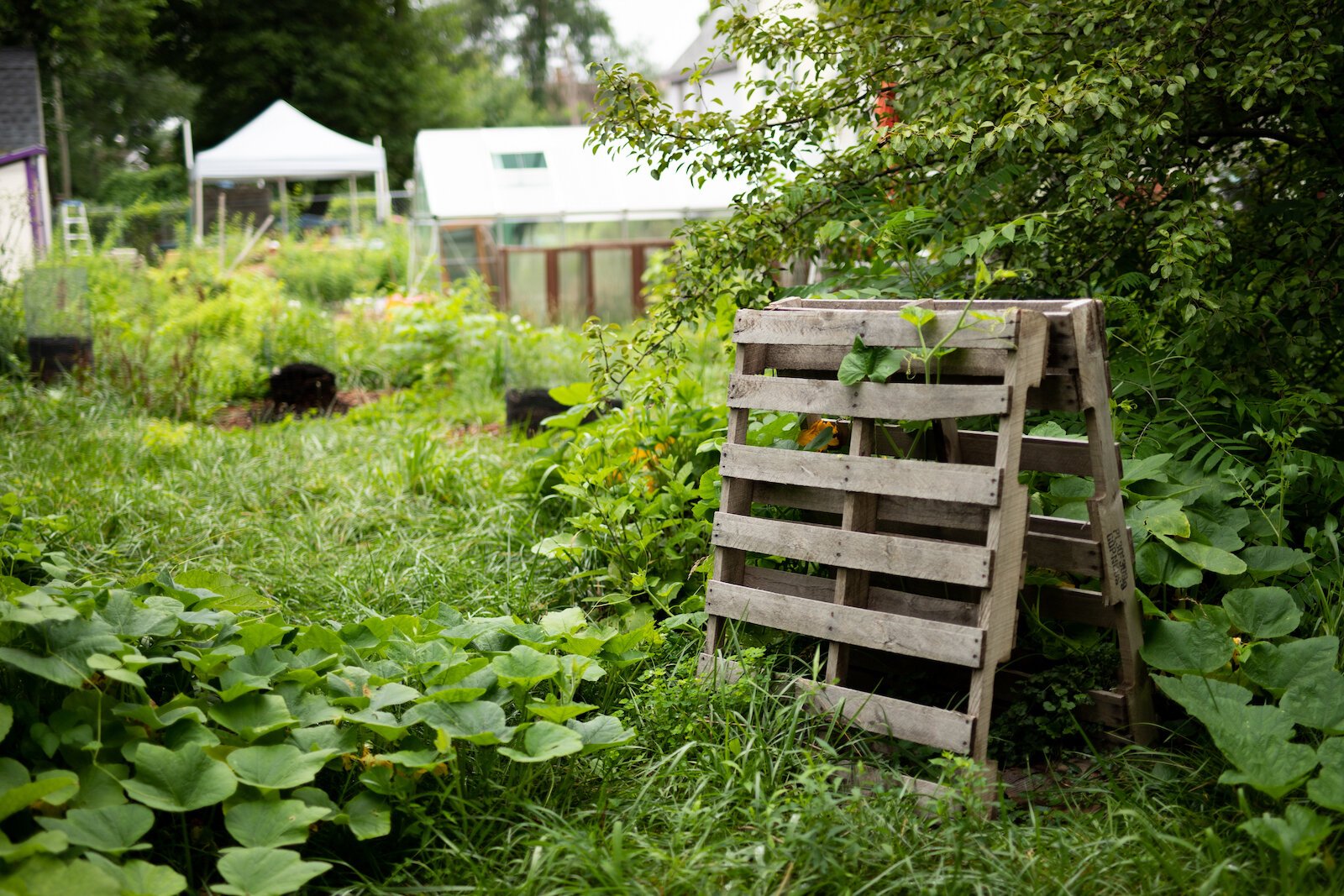 Flowers and other greenery grow on wood palette trellises at Poplar Village Gardens.