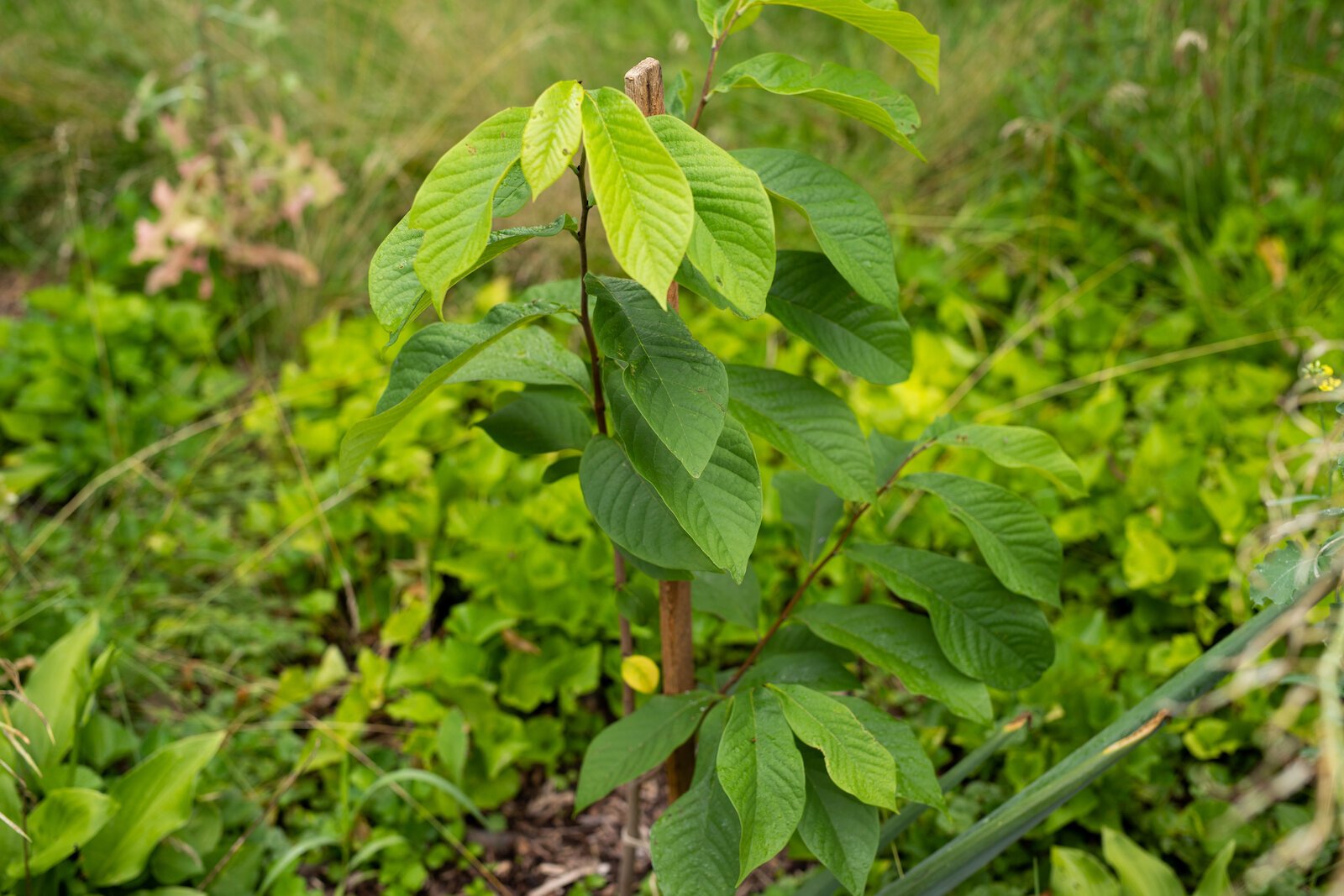 A Paw Paw Tree at Poplar Village Gardens.