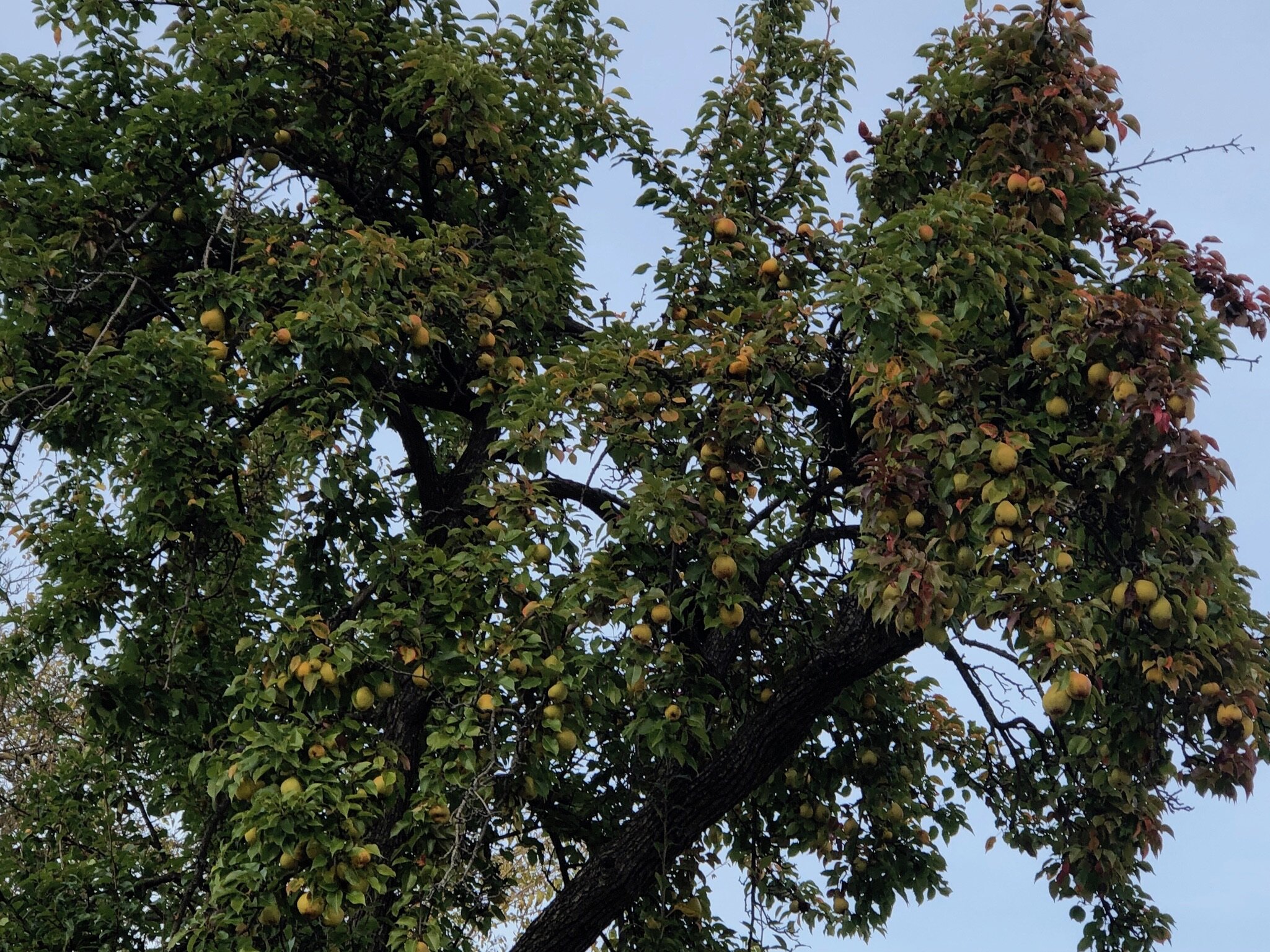 Ritter estimates the pear tree at Electric Works is 35-40 feet tall.