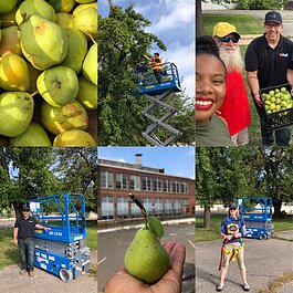 There's a project-within-a-project happening at Electric Works as volunteers work to harvest a beloved pear tree on campus and preserve its DNA for future generations.
