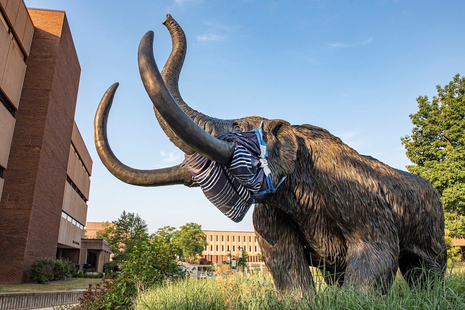 The Purdue Fort Wayne Mastodon dons a mask during COVID-19.