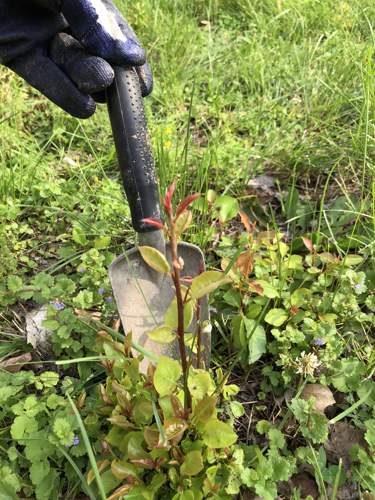 Ritter is working to preserve the DNA of the pear tree on his farm at Dick's Organics.