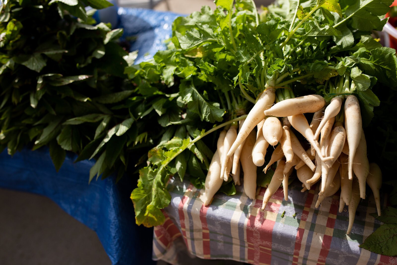 Produce grown by farmers at the Rose Avenue Education Farm.