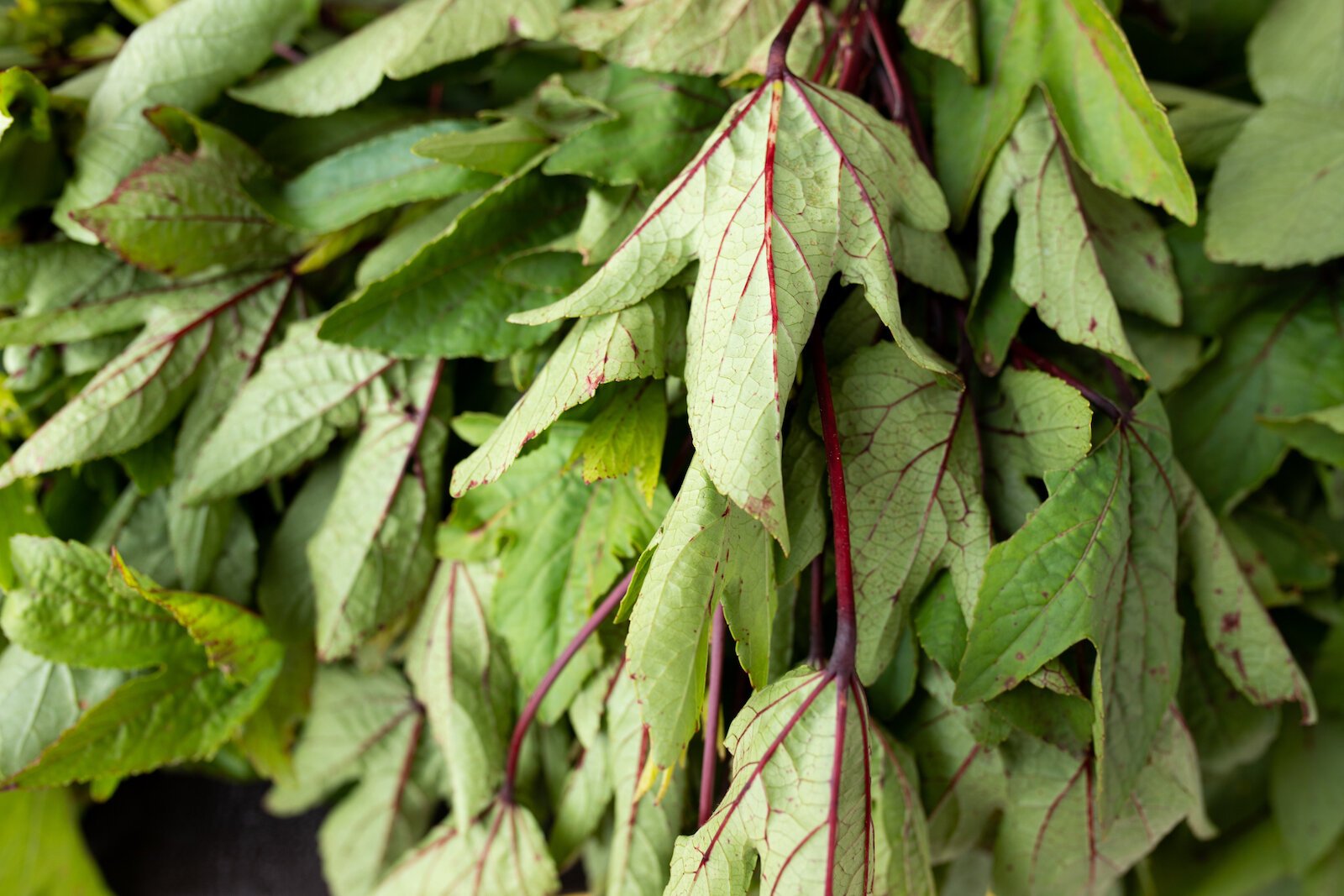 Sour leaf grown by farmers at the Rose Avenue Education Farm.