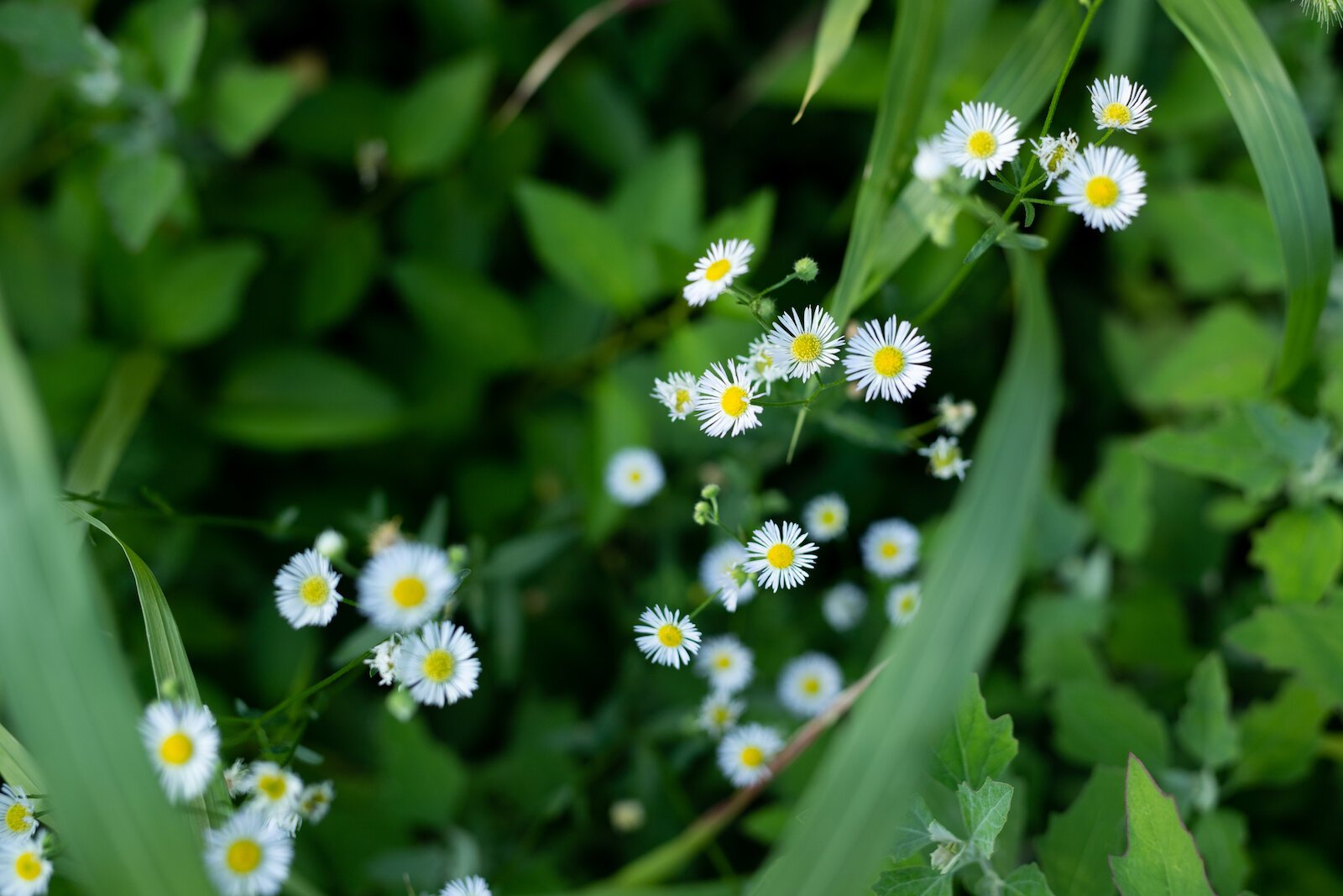 Poplar Village Gardens is based on three acres of land at 2107 Broadway in Fort Wayne's Poplar Neighborhood.