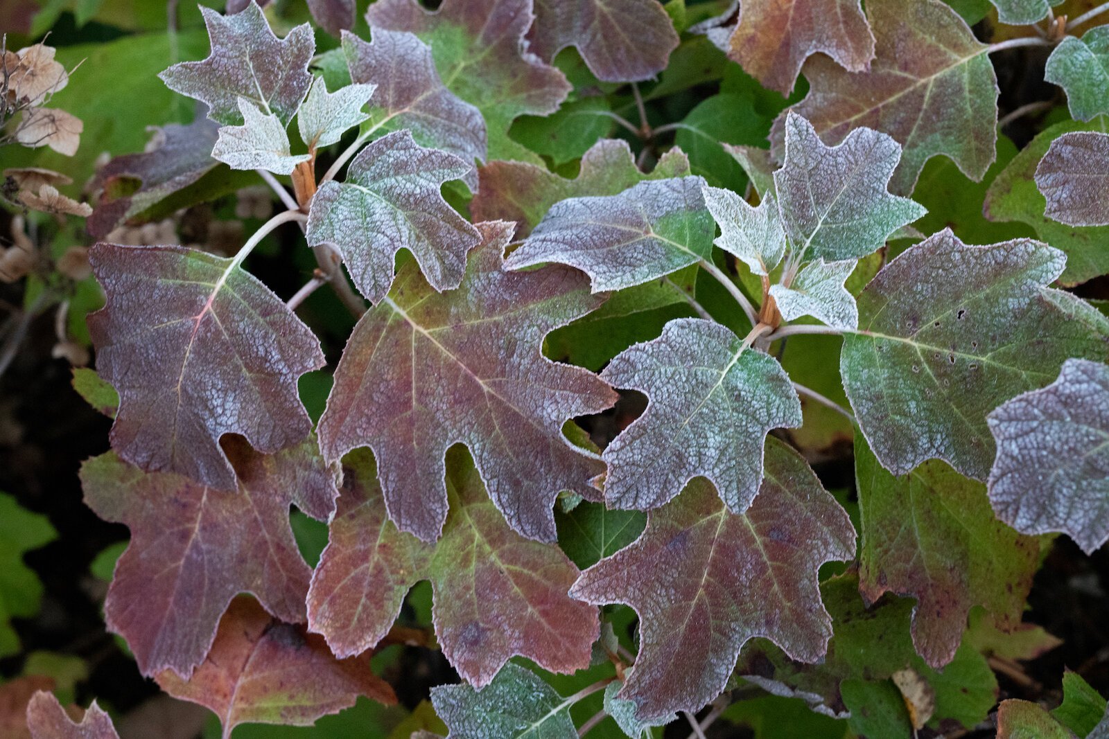 Beautiful foliage in Promenade Park.