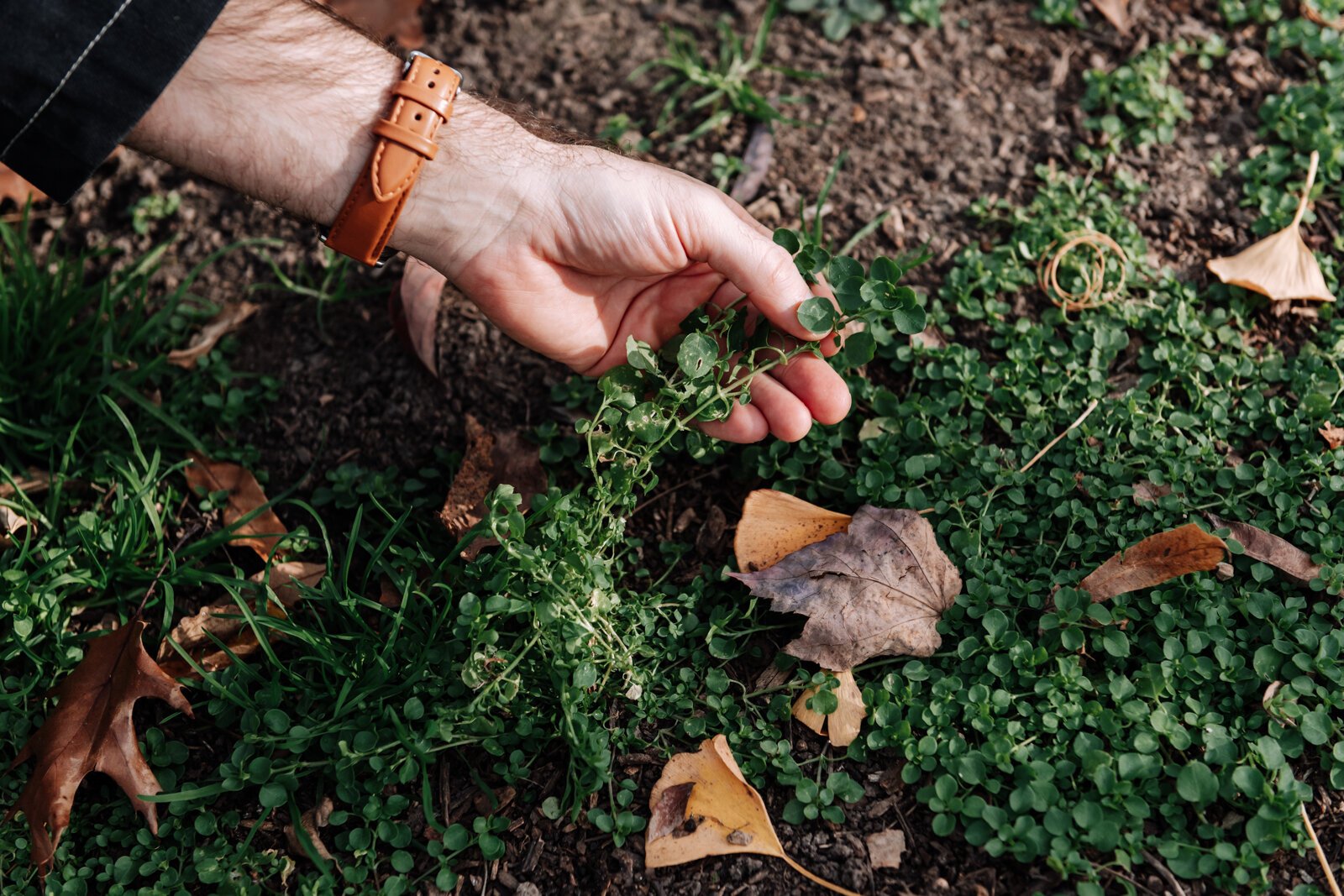 Michael Hoag forages for edible plants and fruit including chickweed at Foster Park in Fort Wayne.