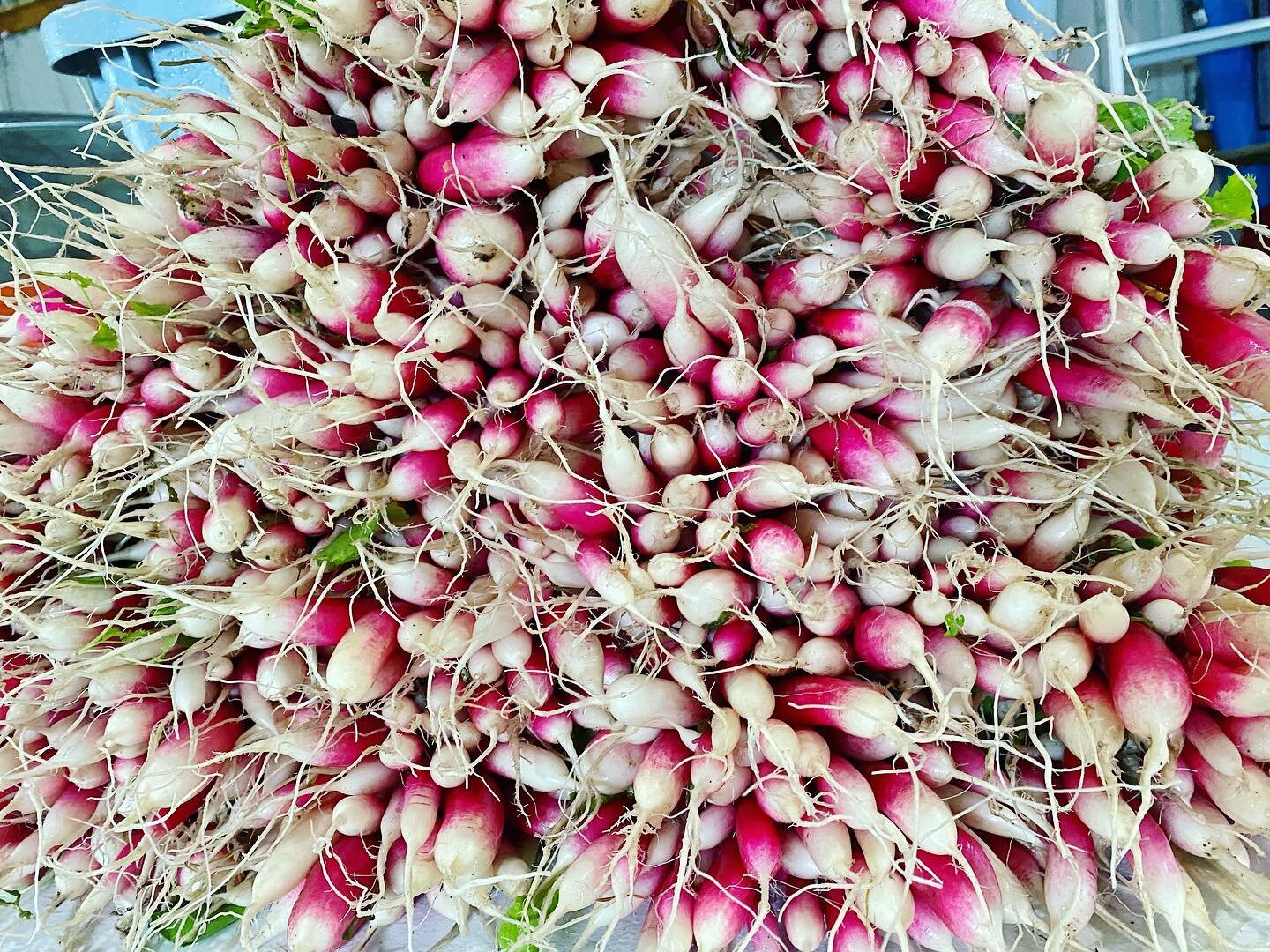 Radishes from Fox and Fodder.