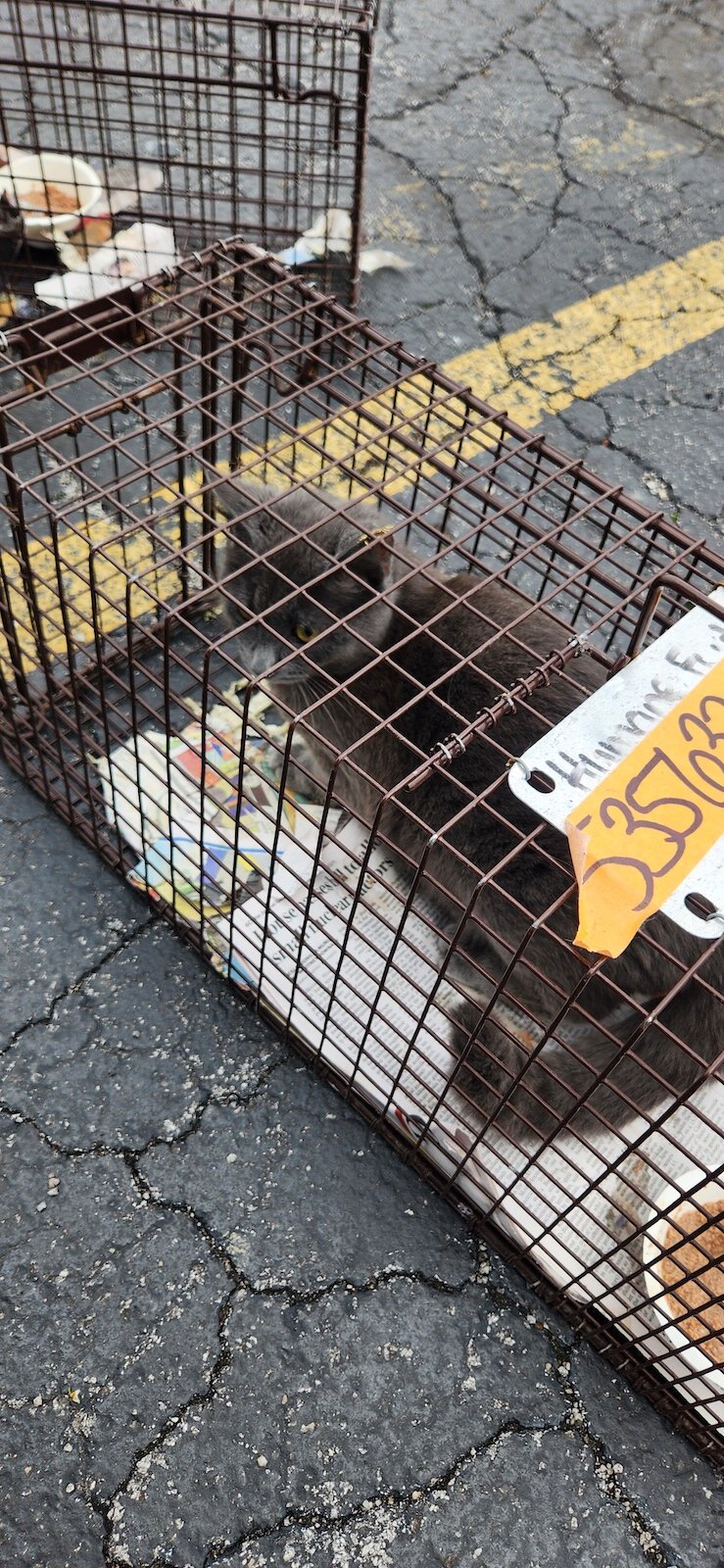 Cats caught by Melissa Rennaker to be TNR'd.