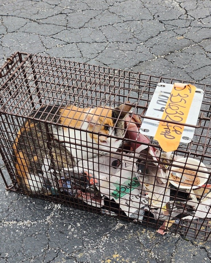 A cat caught by Melissa Rennaker to be TNR'd.