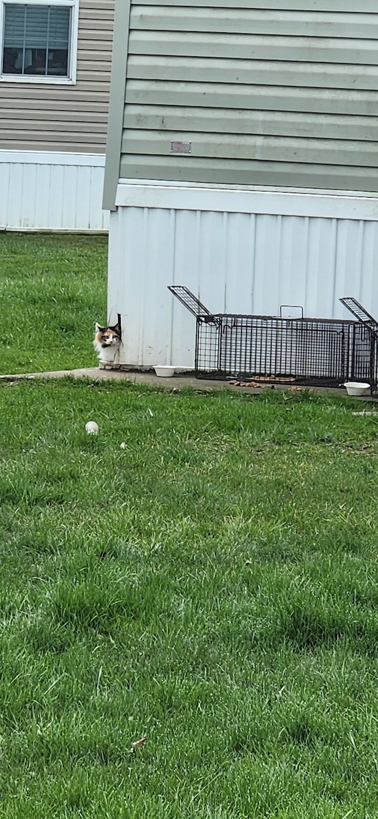 Traps set by Melissa Rennaker take time to capture community cats for TNR.