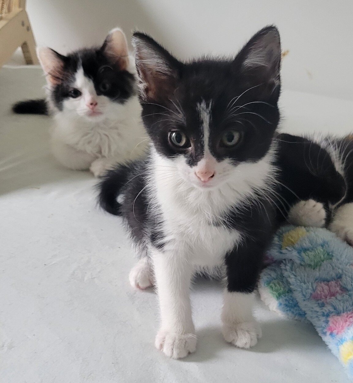 Kittens Rennaker has rescued this year in need of homes.