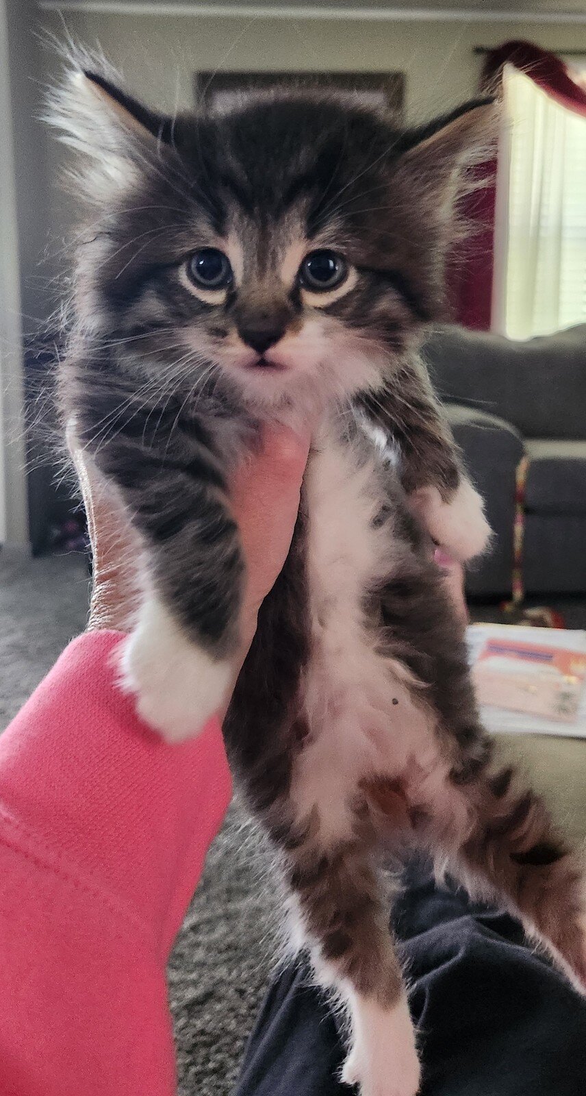A kitten rescued by Rennaker this year, who is in need of a home.