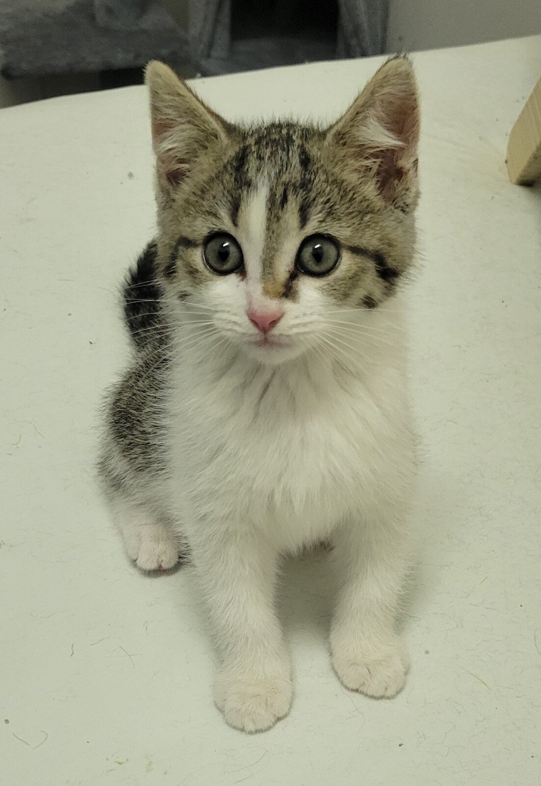 A kitten rescued by Rennaker this year, who is in need of a home.