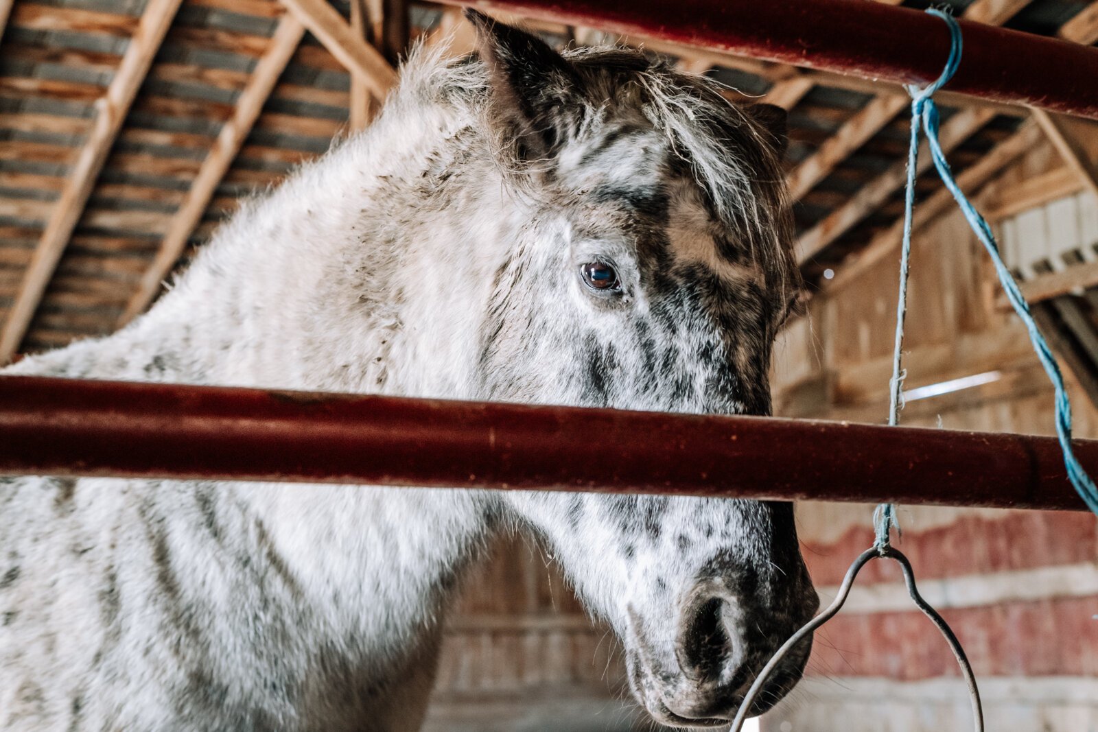 The Bailey's horse, Flash, stays inside the barn below Airbnb guests.