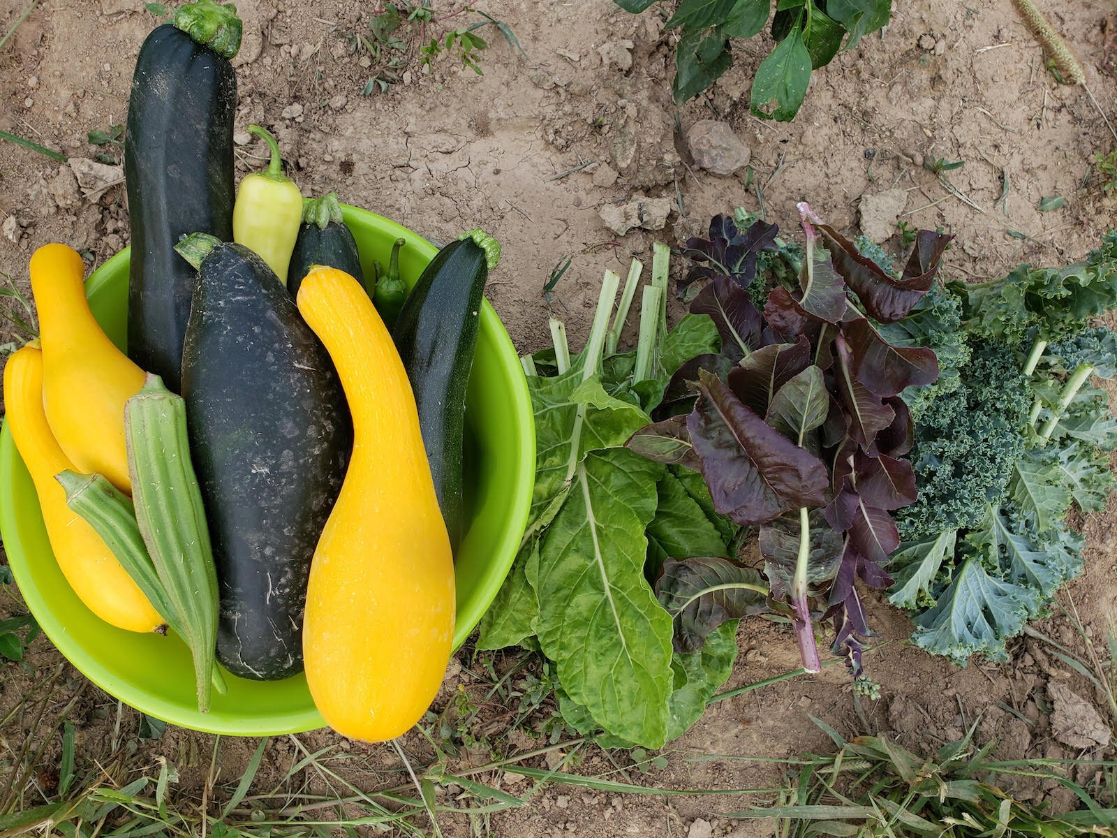 Squash from Fox and Fodder.