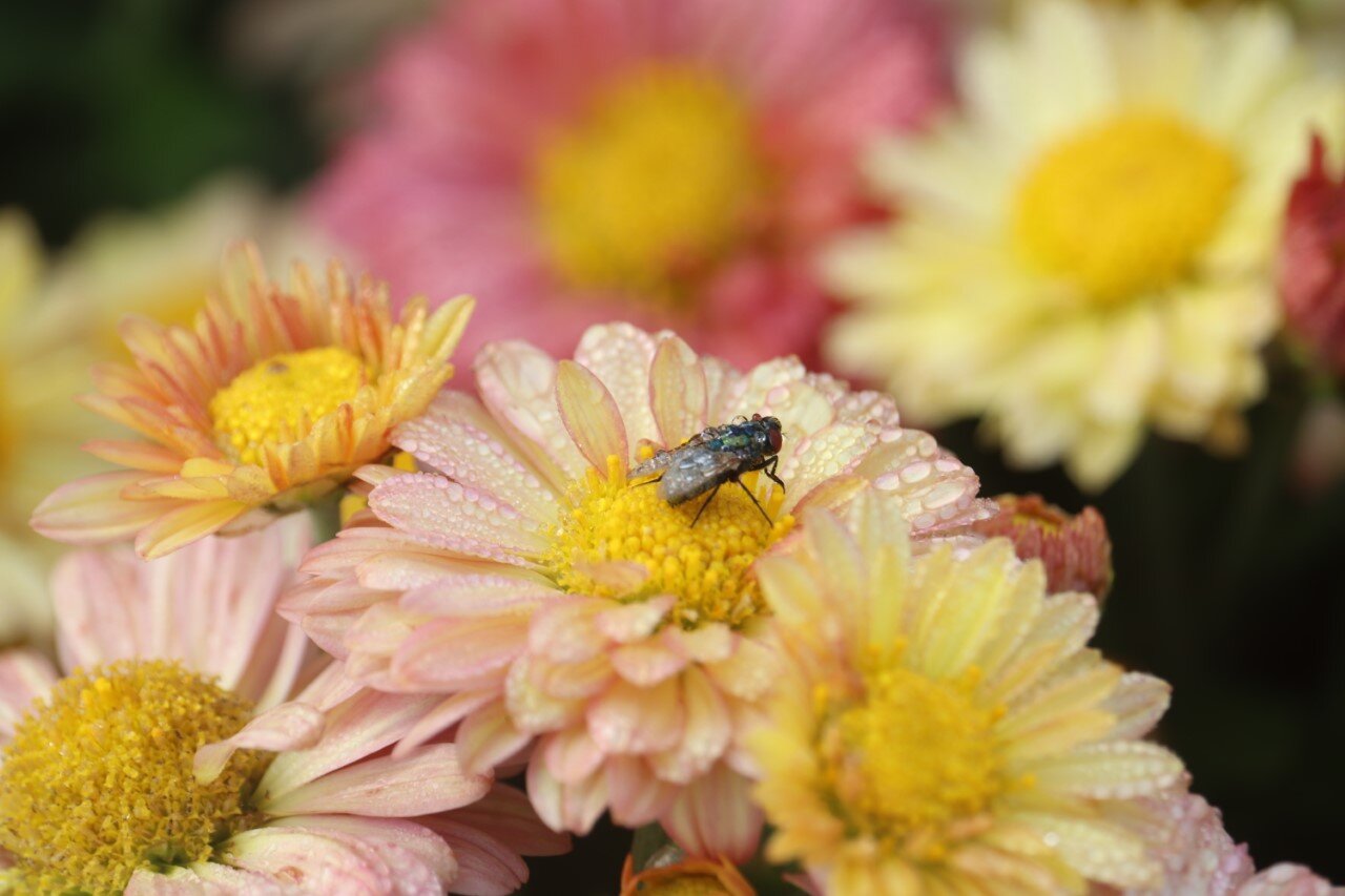 Taken by Haley Higgins, Wabash High School, during Basic Photography class.