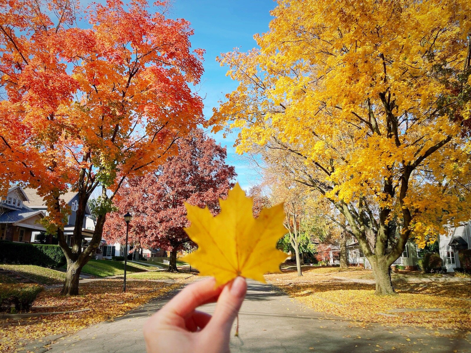 Love the trees in Historic Southwood Park? It's not a coincidence this neighborhood has a lush tree canopy.