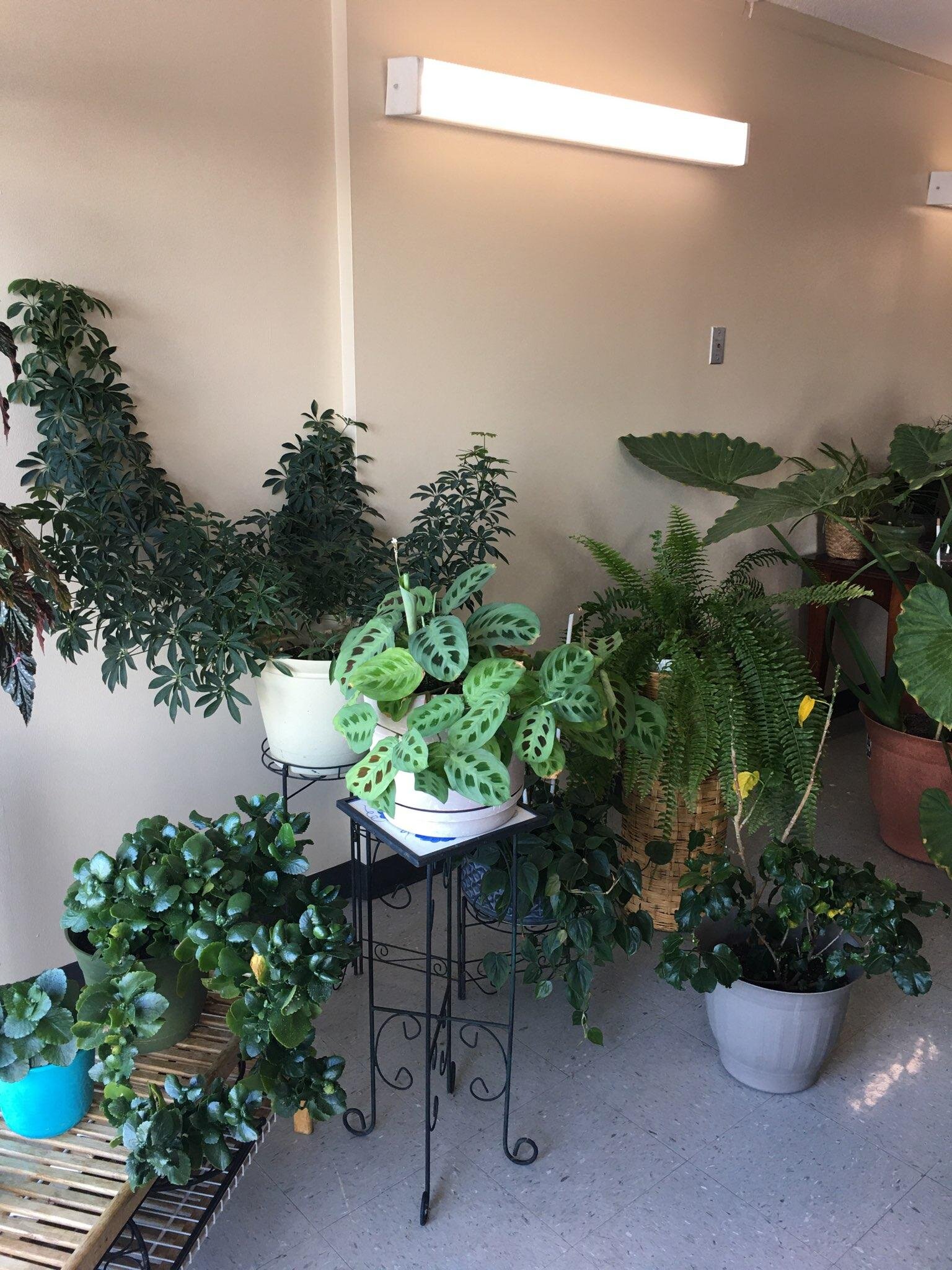 Cheryl takes care of the building's plants inside year-round, as well as its entryway planters in the warmer months.