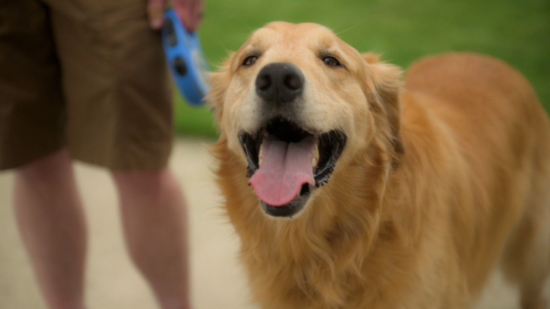 Seven-year-old golden retriever, Samuel, a Parkview Pup.