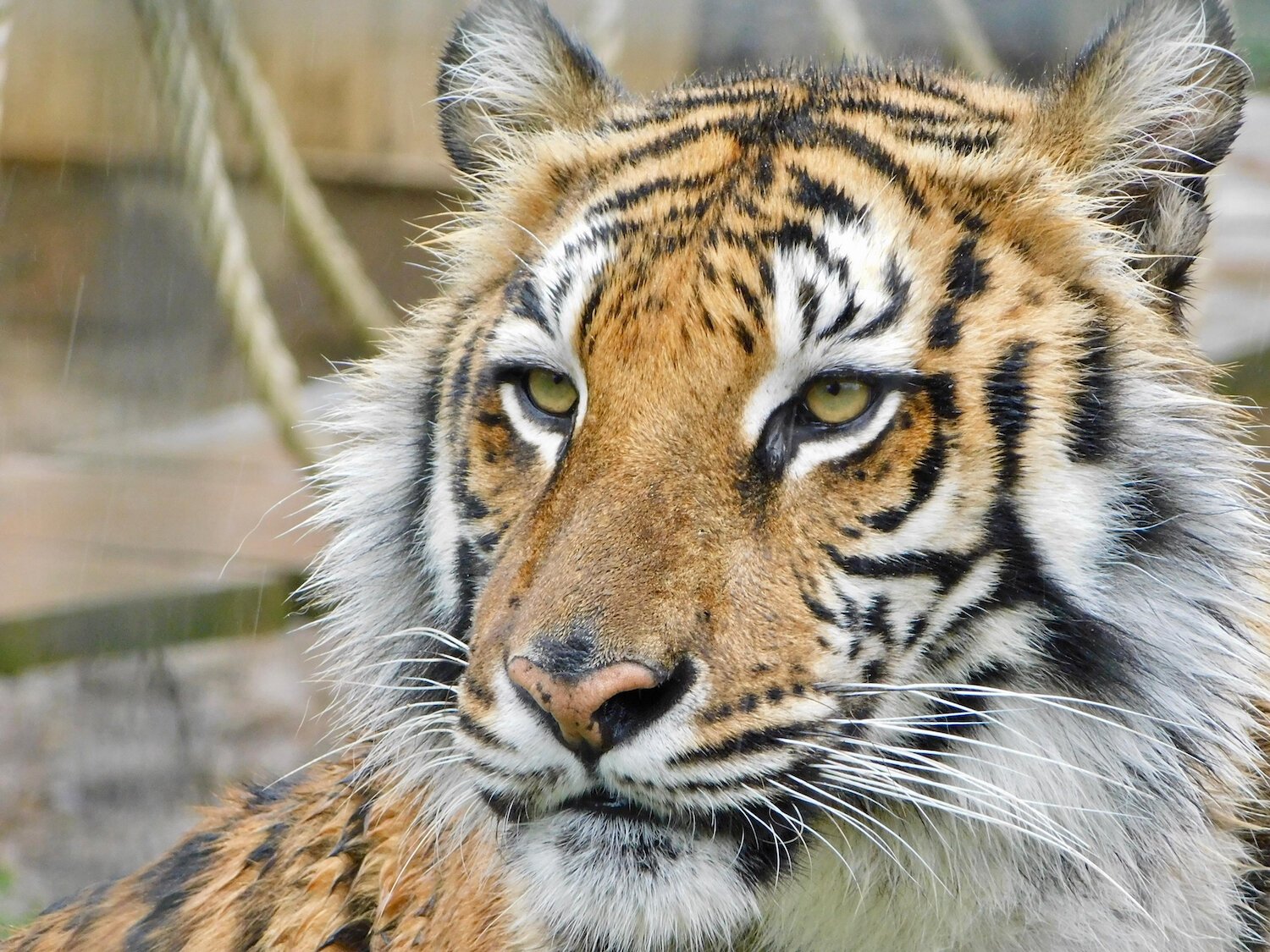 Black Pine Animal Sanctuary in Albion is home to seven rescued tigers.