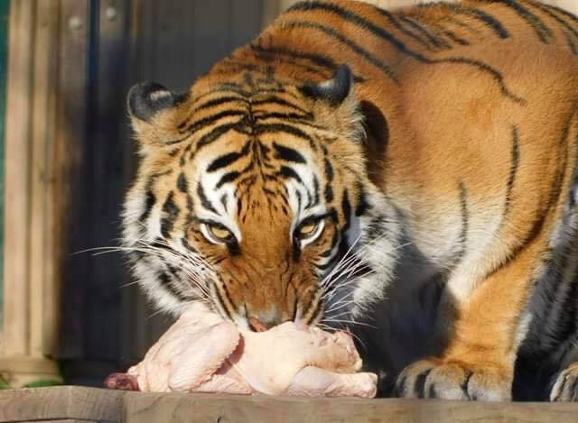 Lions, Tigers & Beer? Black Pine Animal Sanctuary allows guests to