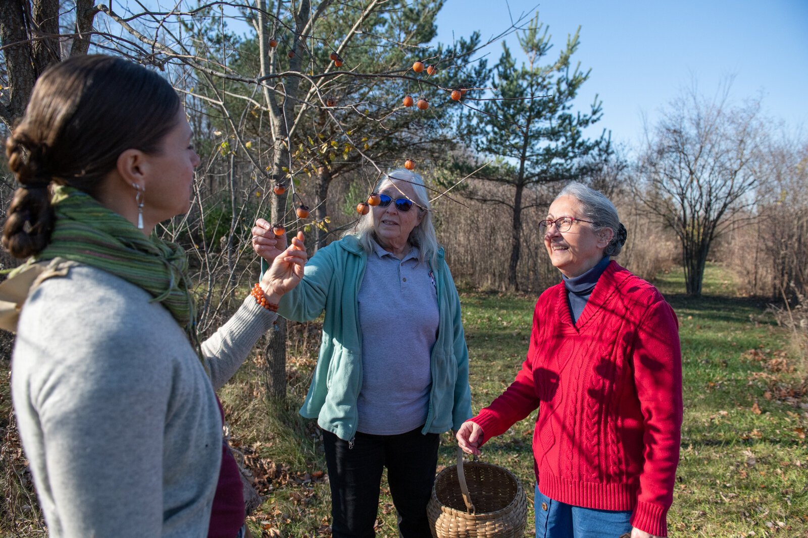 From right are Diane Hunter, Dani Tippmann, and Claudia Hedeen all of the Miami Tribe of Oklahoma forage persimmon, an edible fruit off of a tree, on Miami tribal property in Fort Wayne