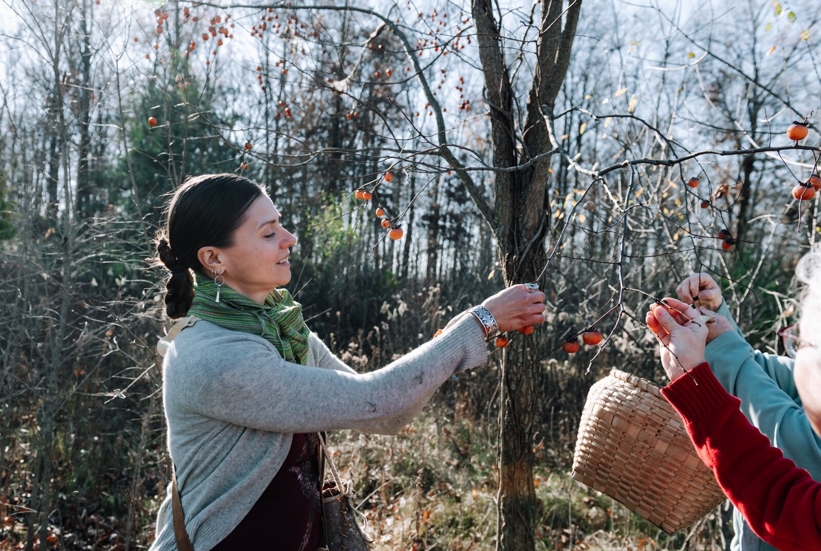 Claudia Hedeen of the Miami Tribe of Oklahoma forages persimmon, an edible fruit off of a tree, on Miami tribal property in Fort Wayne.