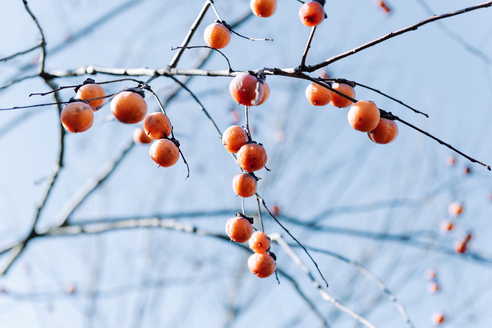 Persimmon, an edible fruit, on the trees on Miami tribal property in Fort Wayne.
