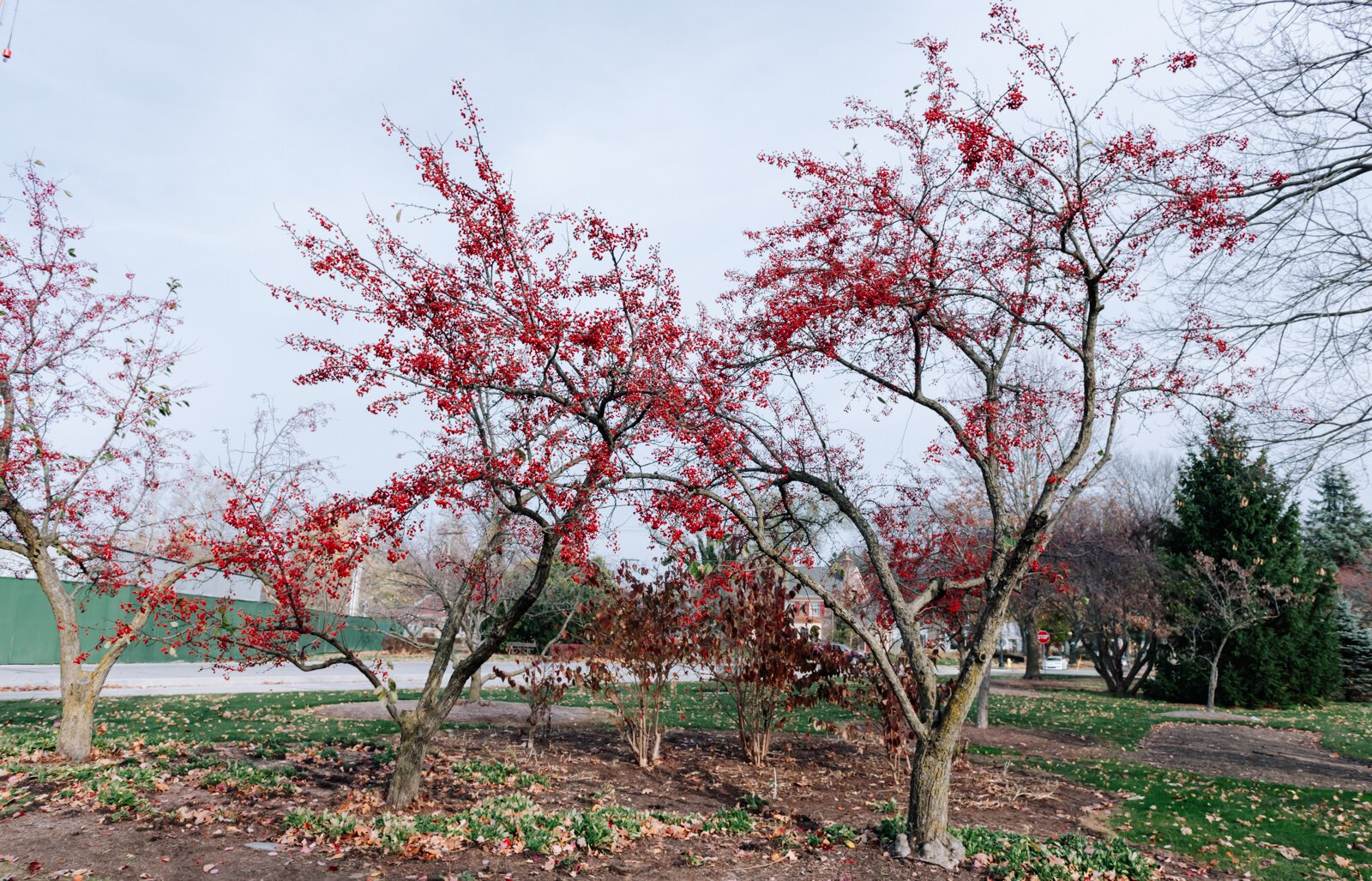 The crab apple trees at Foster Park in Fort Wayne.