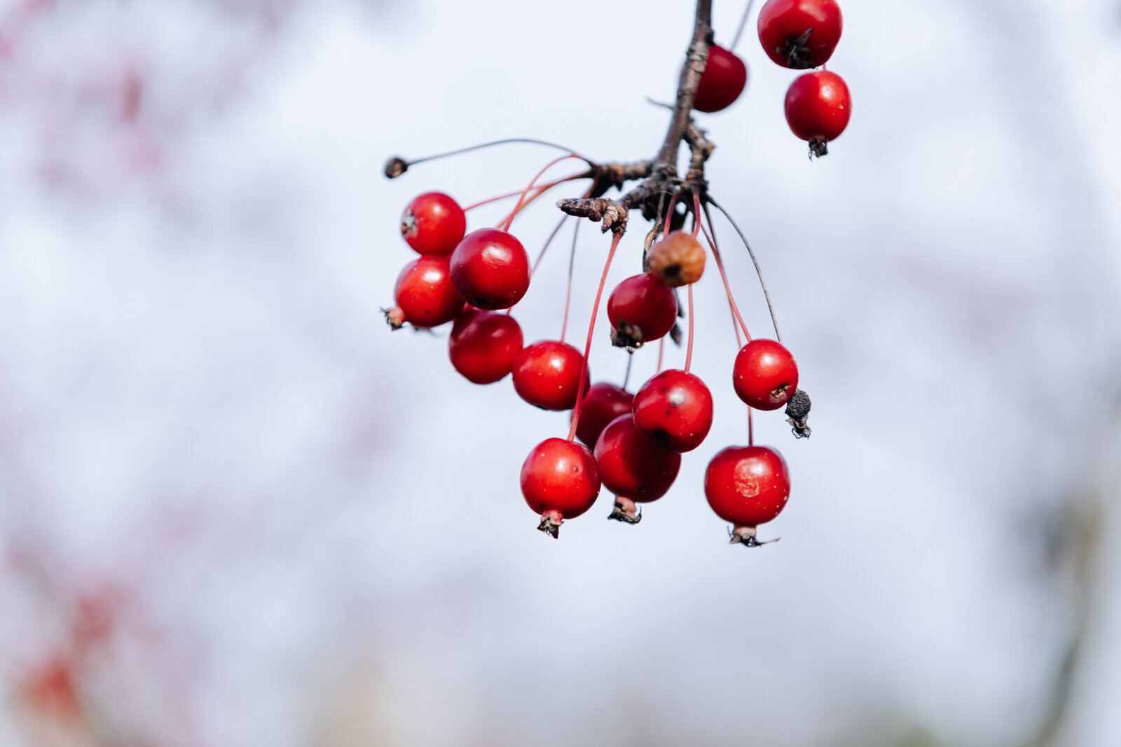 The crab apple trees at Foster Park in Fort Wayne.