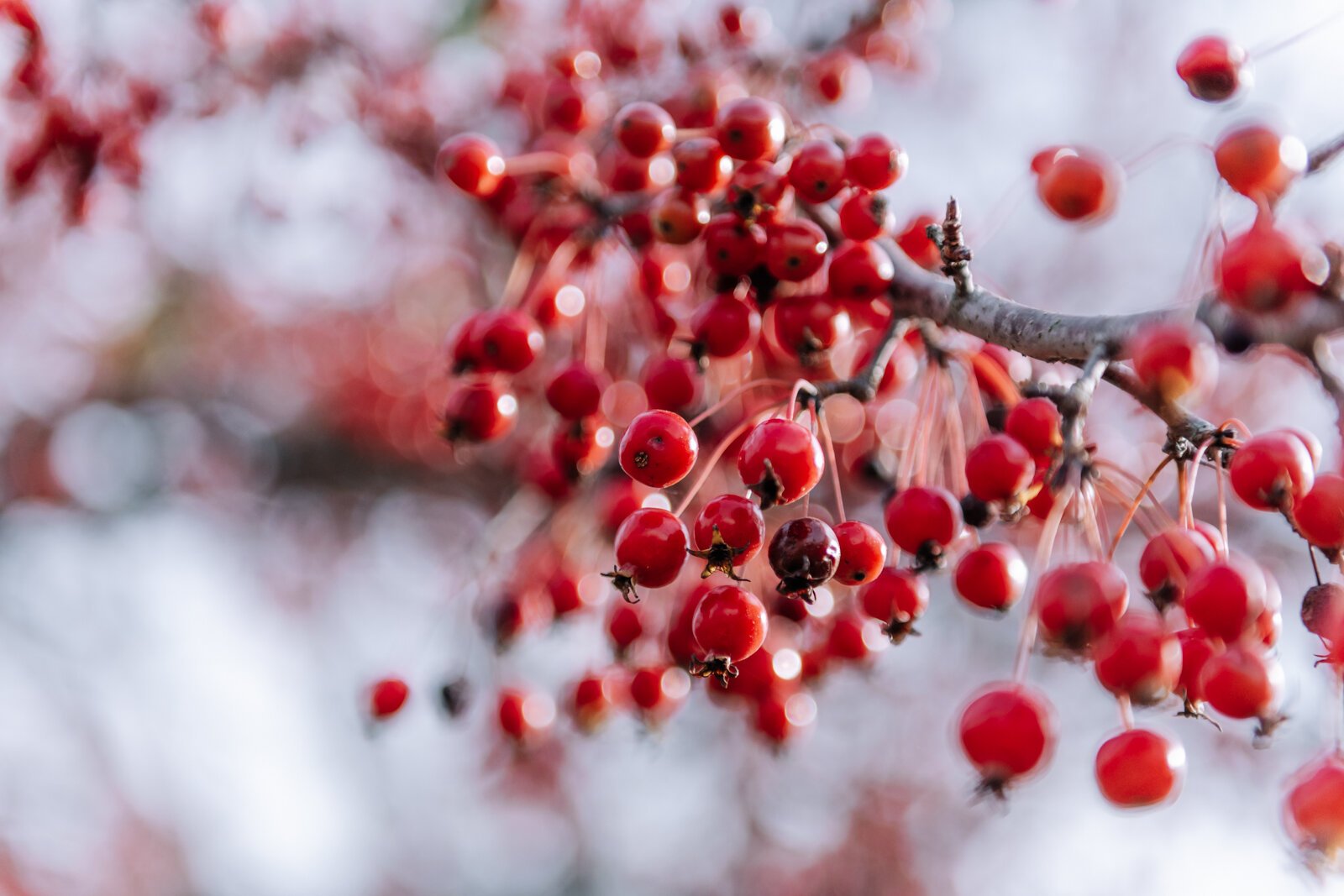 The crab apple trees at Foster Park in Fort Wayne.