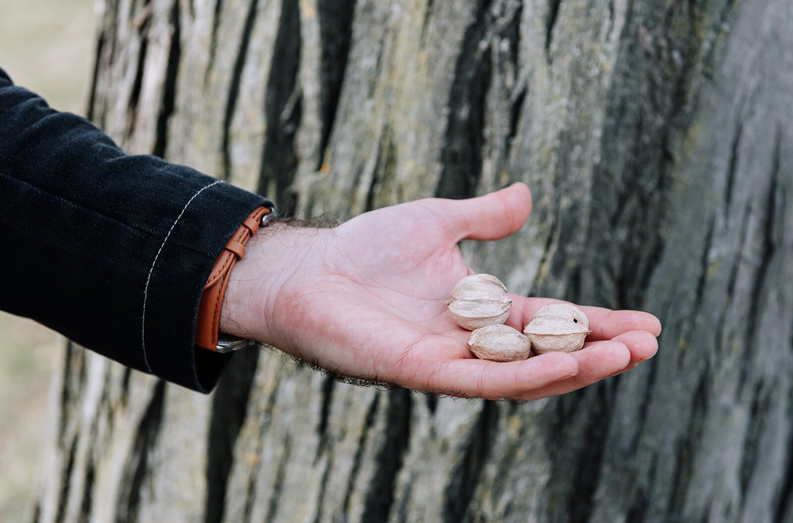 Michael Hoag shows off a hickory nut that he foraged from a hickory tree at Foster Park in Fort Wayne.