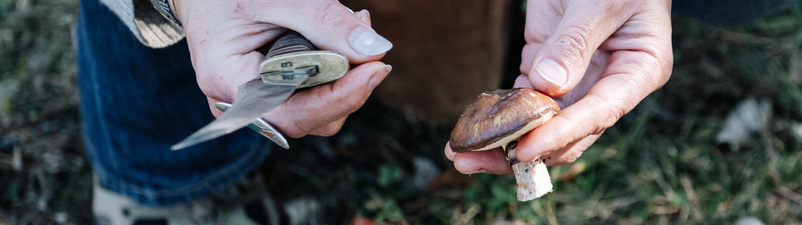 Claudia Hedeen of the Miami Tribe of Oklahoma, forages a mushroom from the genus Suillus with her dog Hobbes on Miami tribal property in Fort Wayne.