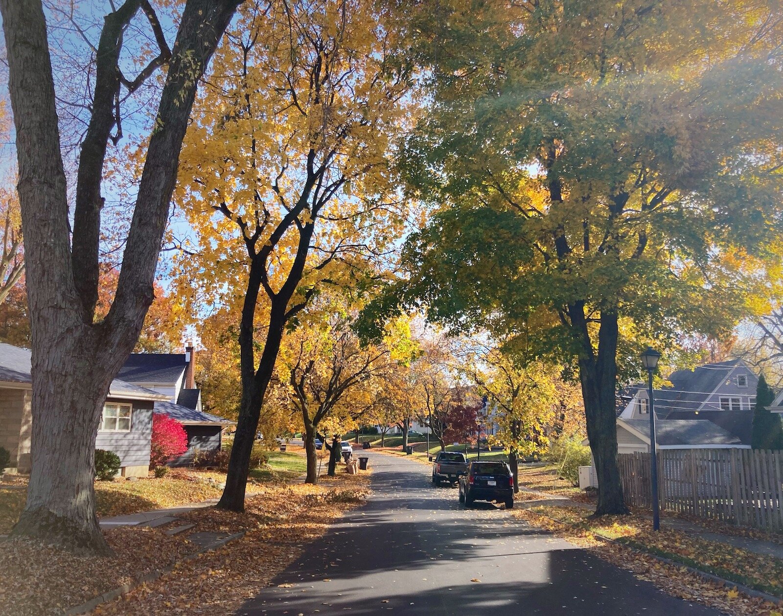 Trees along Beaver Ave. in Southwood Park.