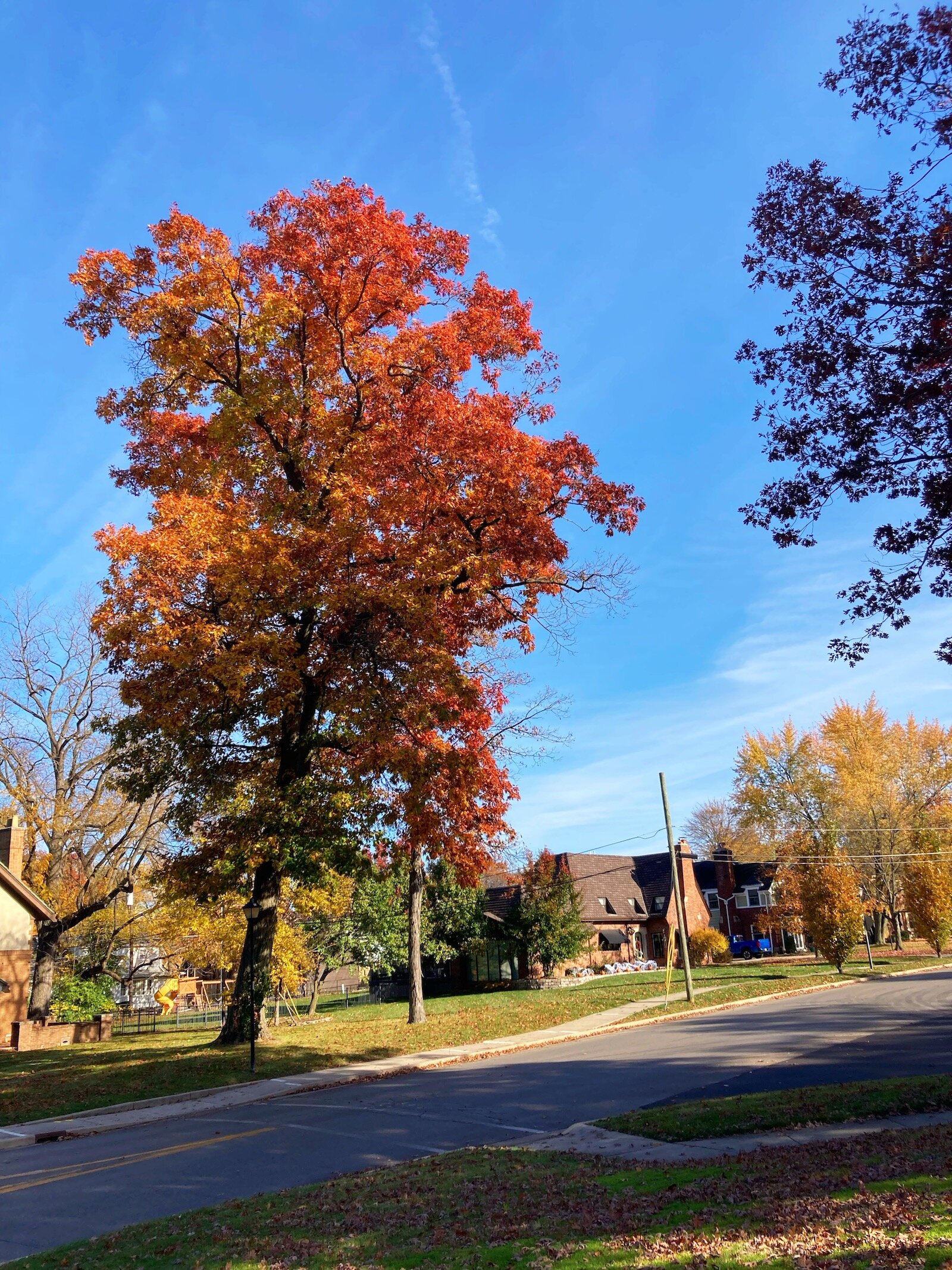 Native trees create a colorful canopy of reds, oranges, yellows, and purples in Historic Southwood Park each fall.