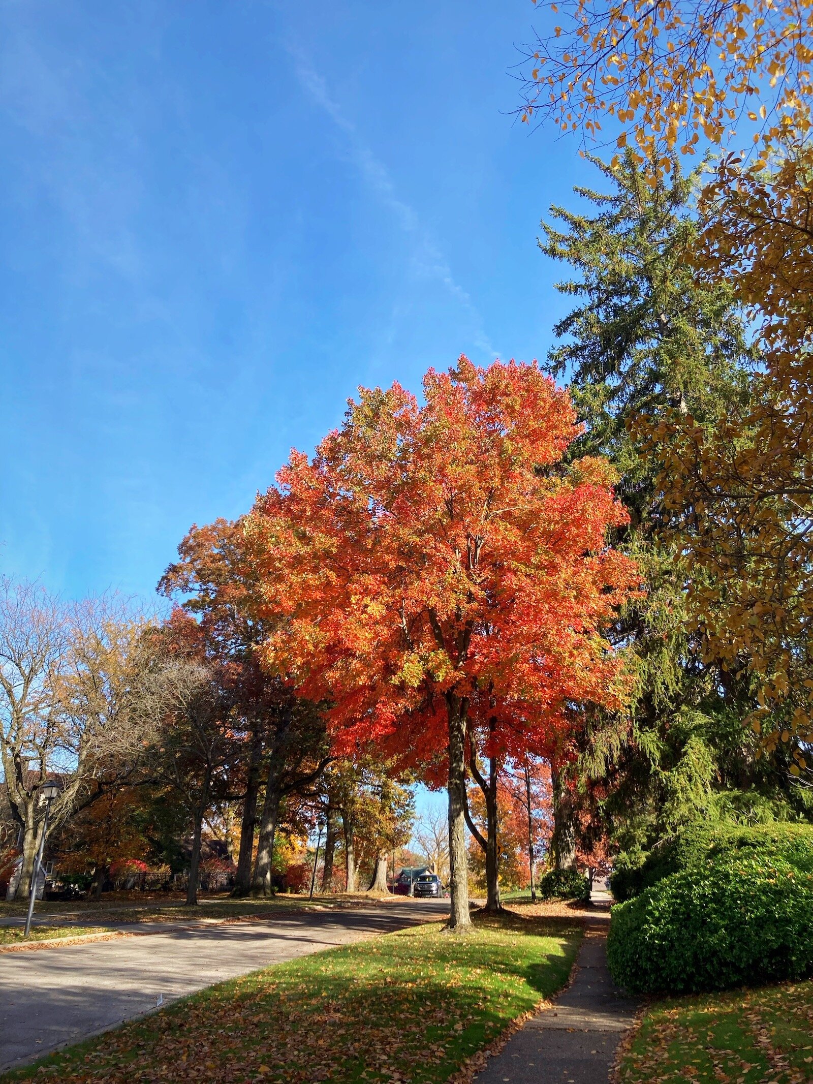 Native trees create a colorful canopy of reds, oranges, yellows, and purples in Historic Southwood Park each fall.