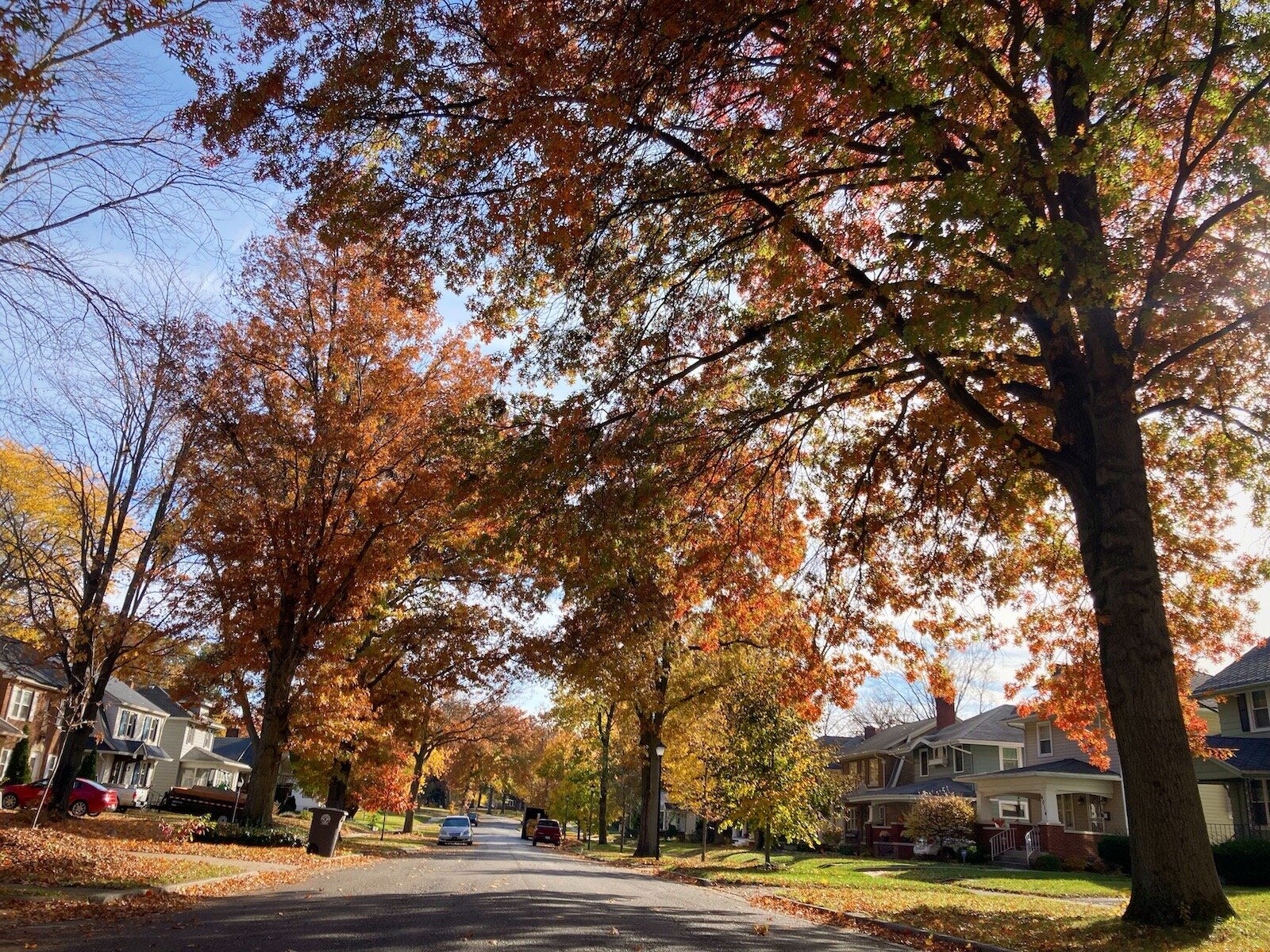 Trees along Indiana Ave. in Southwood Park.