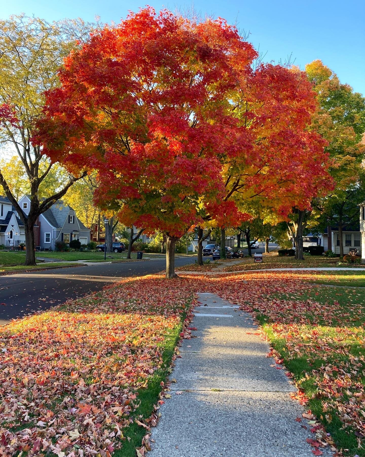 Trees along Beaver Ave. in Southwood Park.