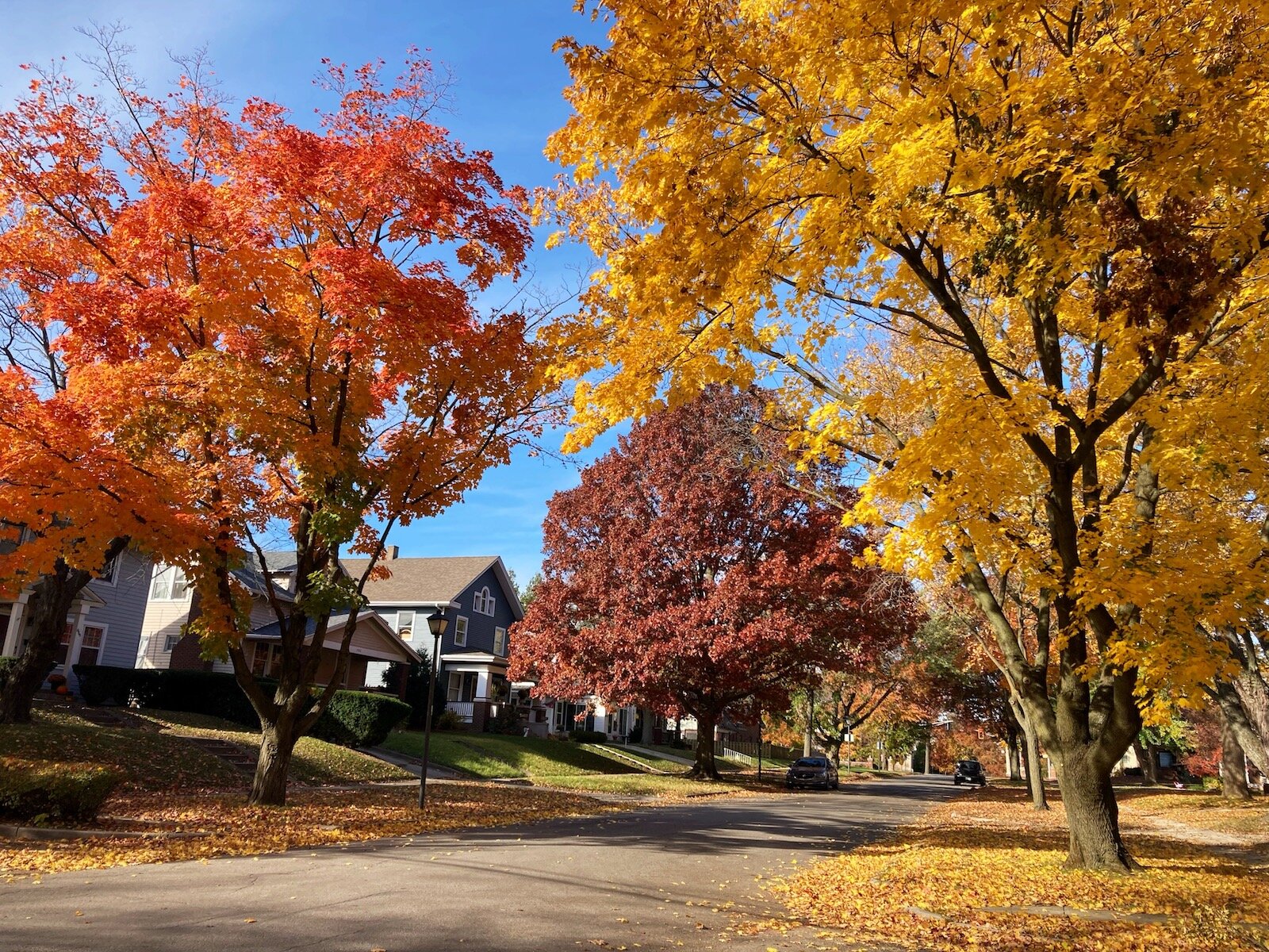 Trees along Indiana Ave. in Southwood Park.