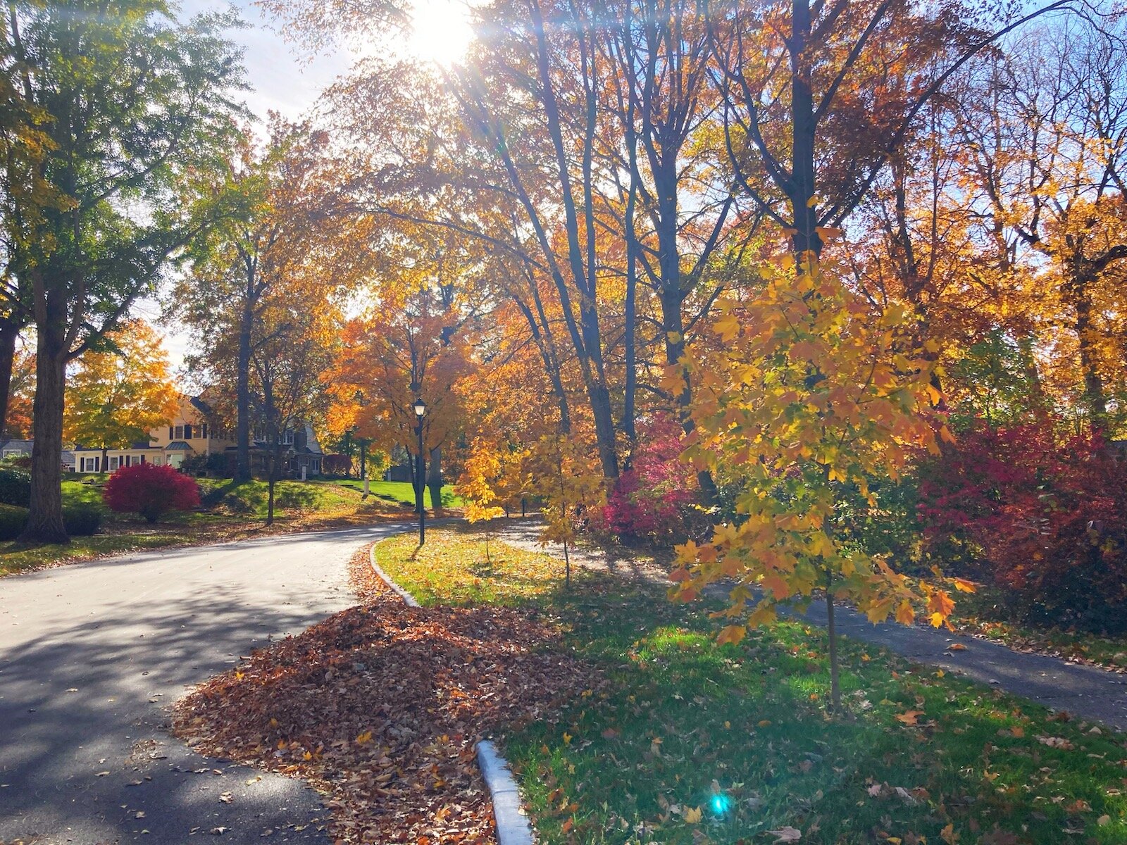 Native trees create a colorful canopy of reds, oranges, yellows, and purples in Historic Southwood Park each fall.