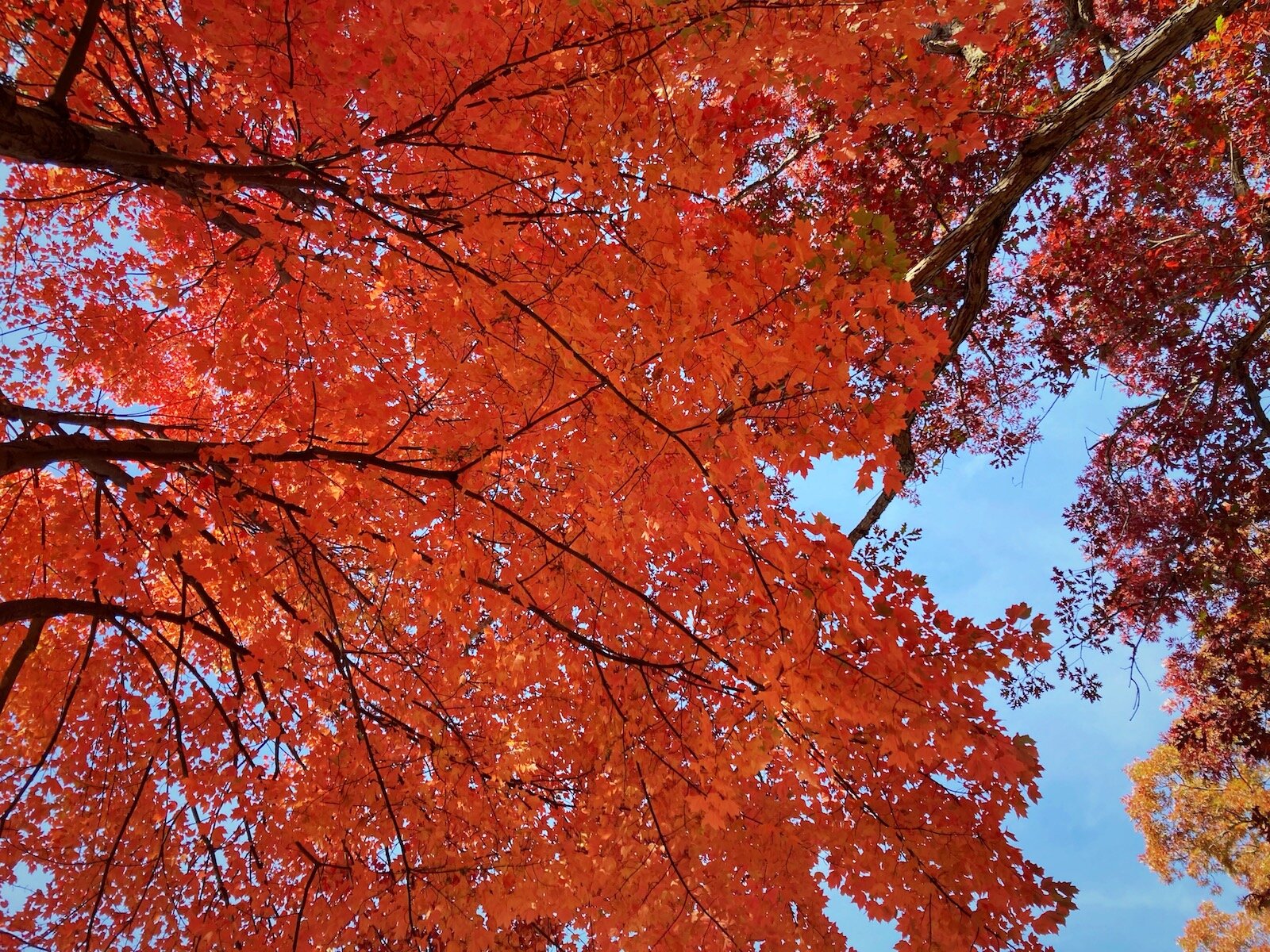 Native trees create a colorful canopy of reds, oranges, yellows, and purples in Historic Southwood Park each fall.