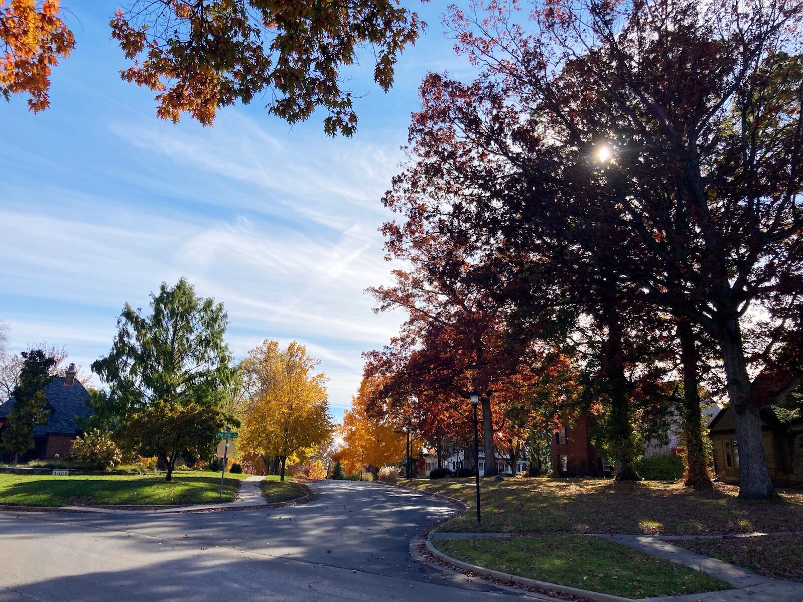 Trees along Stratford Rd. in Southwood Park.