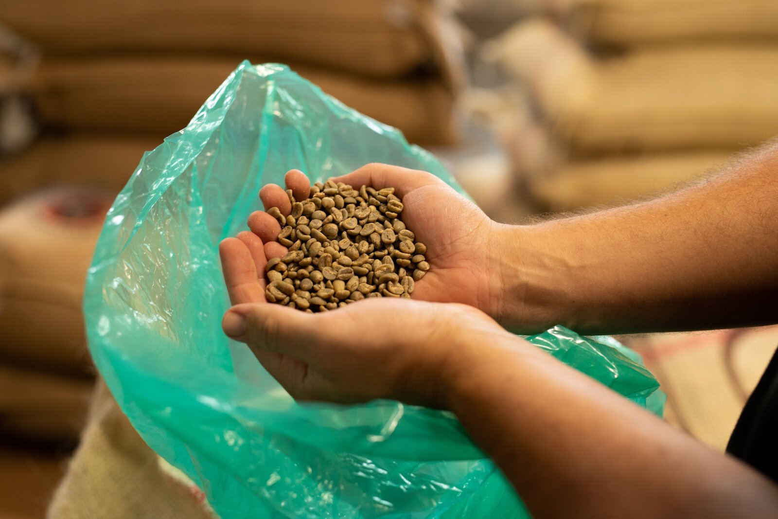 Raw coffee beans before they are roasted.