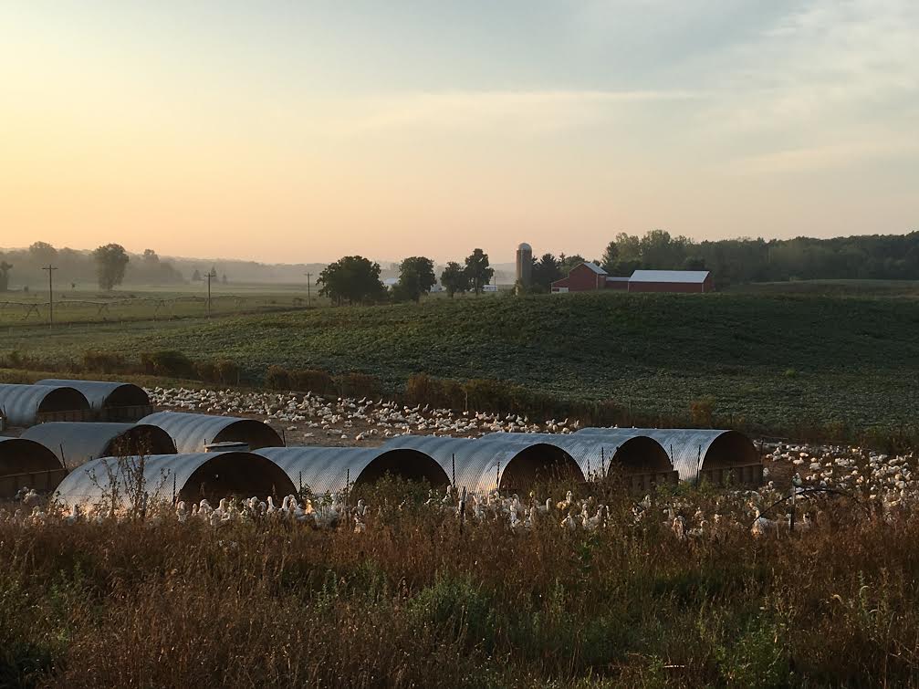 The Gunthorps own 260 acres in LaGrange just south of the Pigeon River game preserve. 