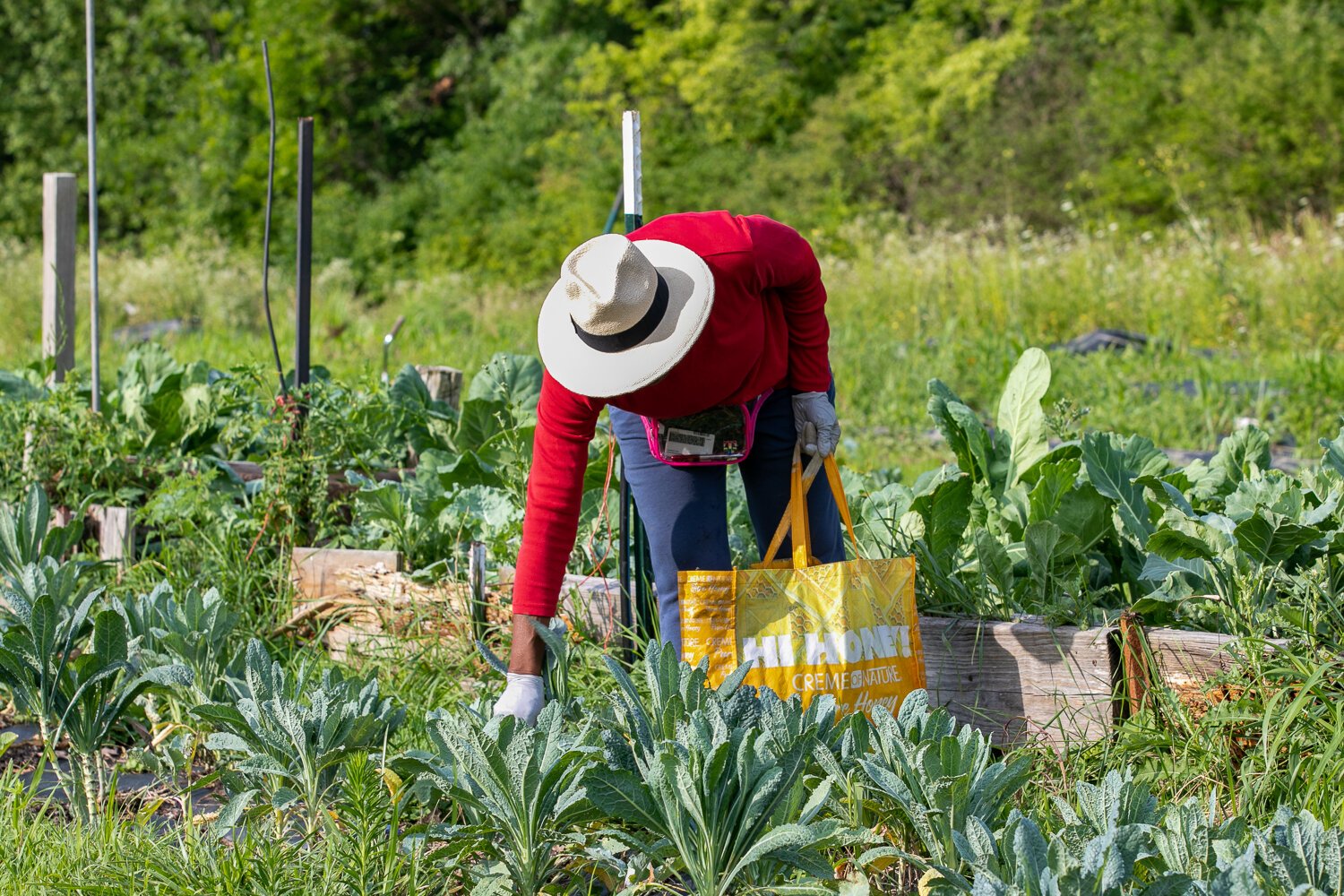 The farm at 2512 E. Tillman Rd. is open for free U-pick produce.