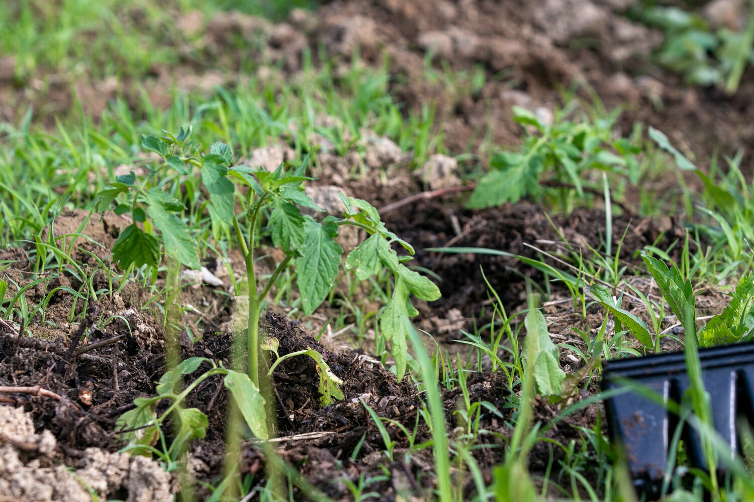 The community farm at 2512 E. Tillman Rd. in South East Fort Wayne, next to Fellowship Missionary Church, is 17 acres of land.