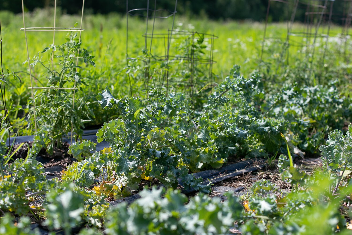 The community farm at 2512 E. Tillman Rd. in South East Fort Wayne, next to Fellowship Missionary Church, is 17 acres of land.